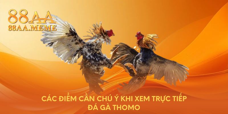 Các điểm cần chú ý khi xem trực tiếp đá gà Thomo 