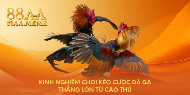 Kinh nghiệm chơi kèo cược đá gà thắng lớn từ cao thủ 