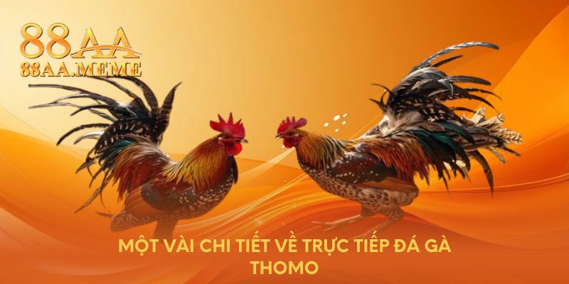 Một vài chi tiết về trực tiếp đá gà Thomo 
