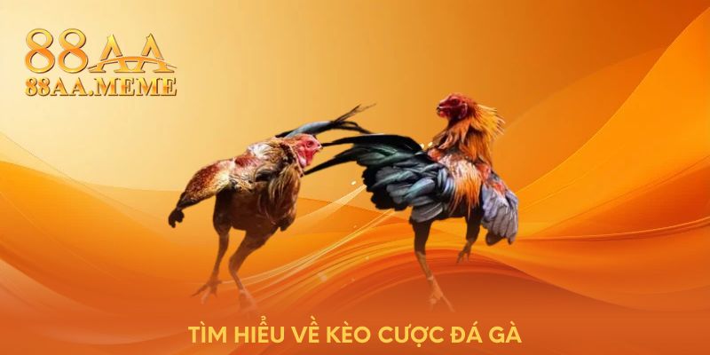 Tìm hiểu về kèo cược đá gà 